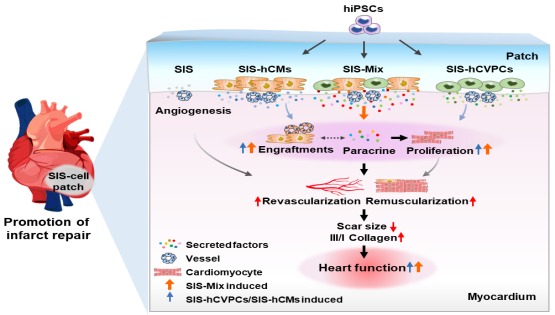 營養(yǎng)與健康所楊黃恬研究組合作發(fā)現(xiàn)人多能干細胞衍生心臟譜系組合細胞構(gòu)建的心肌補片可促進梗死心臟長期修復和心肌再生