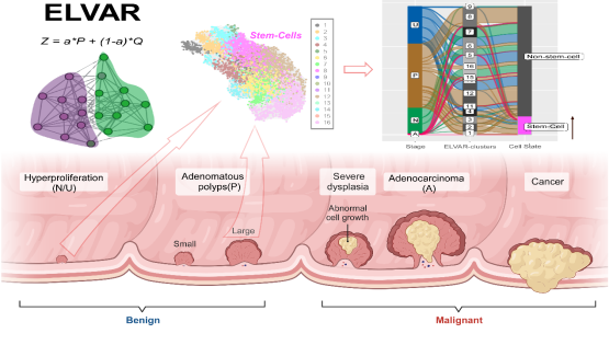 營養與健康所Andrew E. Teschendorff研究組開發新型單細胞數據細胞豐度檢測算法