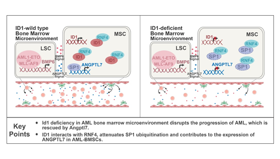 營養與健康所王蘭研究組揭示骨髓微環境中ID1調控急性髓系白血病起始與進展的新機制