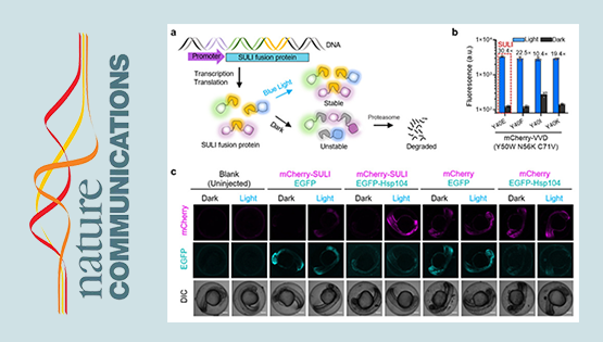 科研團隊開發(fā)出活細胞蛋白質(zhì)光遺傳學控制技術(shù)