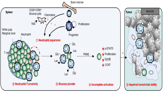 營養與健康所組織干細胞與免疫研究組發現脾臟嗜中性粒細胞調控乳腺癌進展的新機制