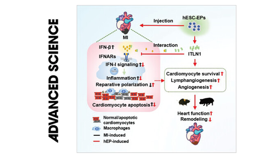 營養與健康所楊黃恬研究組合作發現人多能干細胞源心外膜細胞促進梗死心肌修復的作用和炎癥調控機制