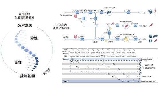 營養與健康所李昕研究組提出新的基因劑量敏感性度量用于解析孟德爾遺傳和生命系統內穩態的聯系