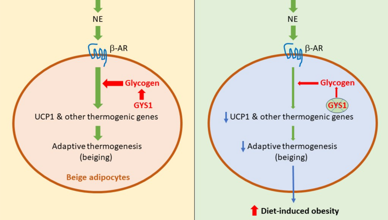 營養與健康所陳雁研究組發現糖原在米色脂肪組織適應性產熱中的作用及其對肥胖的影響
