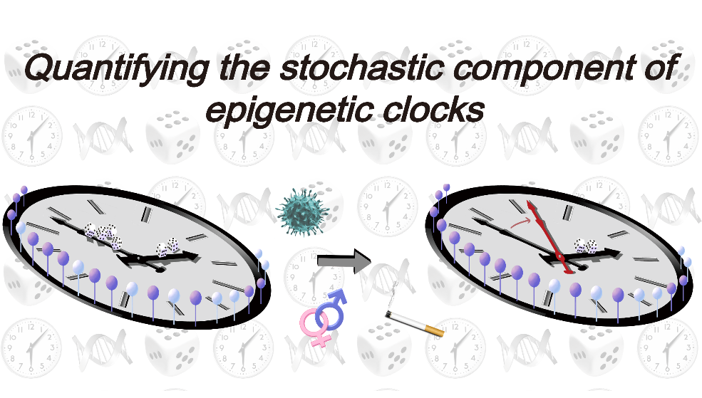 營養與健康所Andrew E. Teschendorff研究組通過量化表觀遺傳時鐘的隨機成分闡明表觀遺傳時鐘的本質