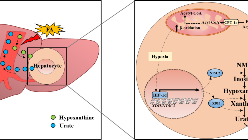 營養與健康所尹慧勇團隊合作發現脂代謝紊亂誘發高尿酸血癥新機制