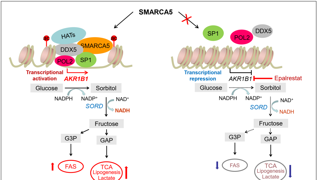 營養與健康所王蘭研究組發現SMARCA5蛋白促進急性髓系白血病（AML）的發生發展機制