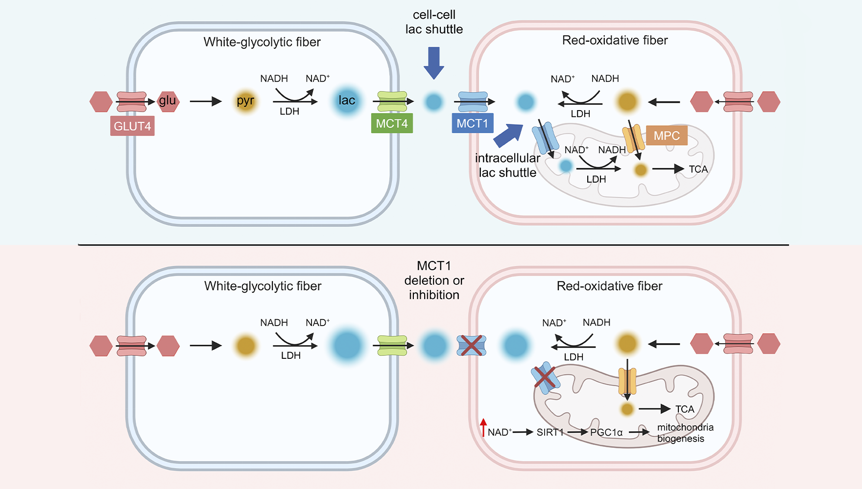 營養與健康所陳雁和楊立峰團隊合作揭示骨骼肌乳酸穿梭調控肌纖維類型與運動能力