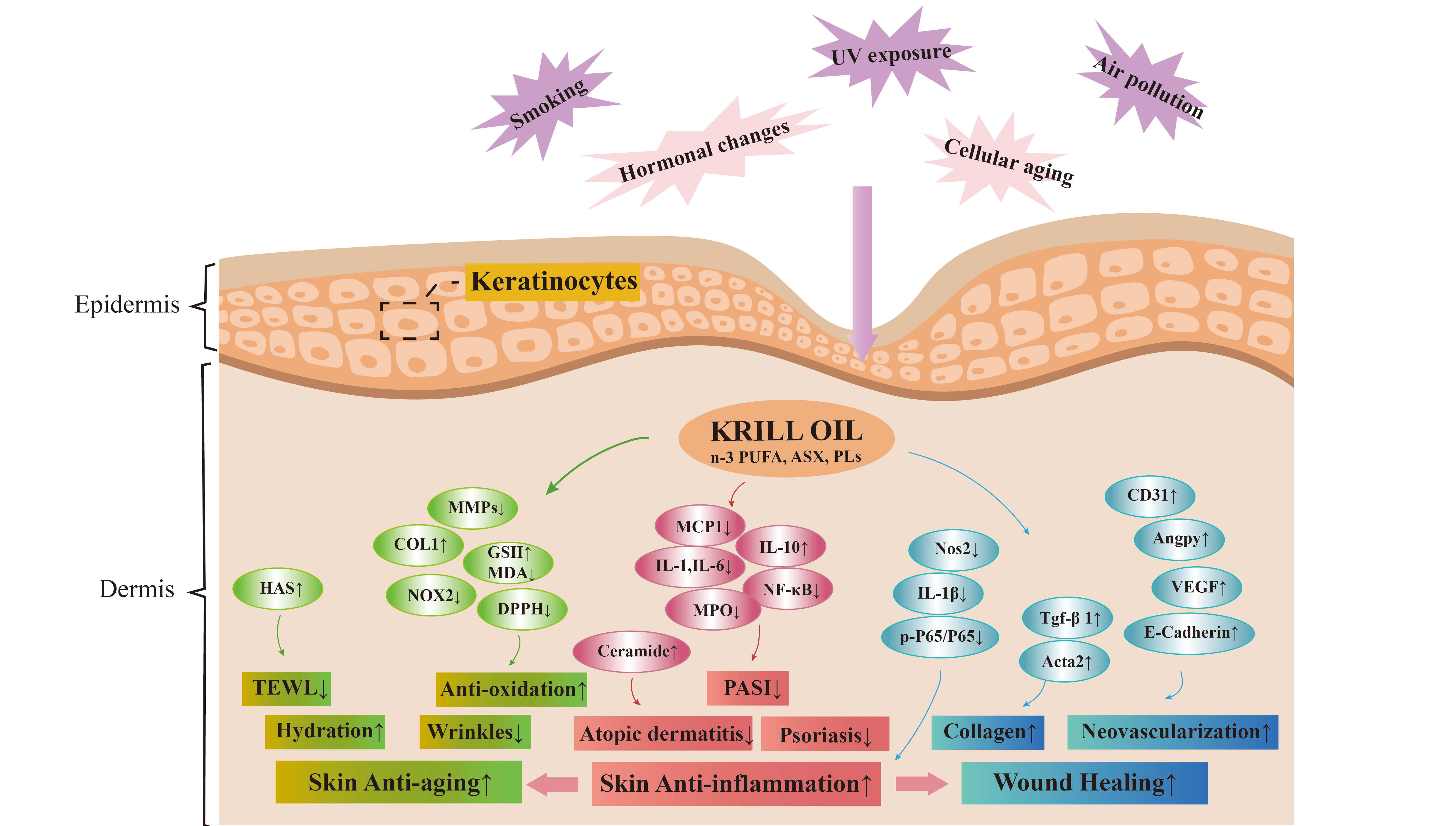 營養與健康所營養功能食品部發表南極磷蝦油在皮膚健康中的作用與機制的綜述論文