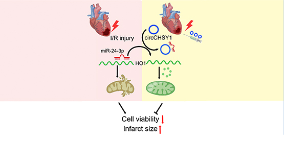 營養與健康所楊黃恬研究組合作發現環狀RNA circCHSY1通過調控線粒體穩態減輕心肌缺血/再灌注損傷