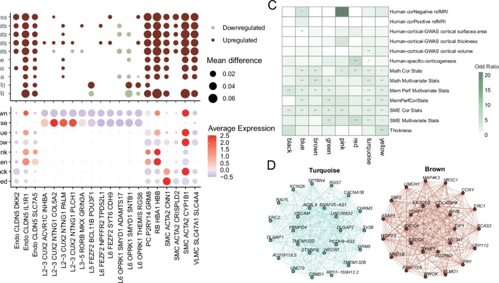 營養與健康所王光中研究組發現與學習障礙和情景記憶活動有關的人腦特異細胞群