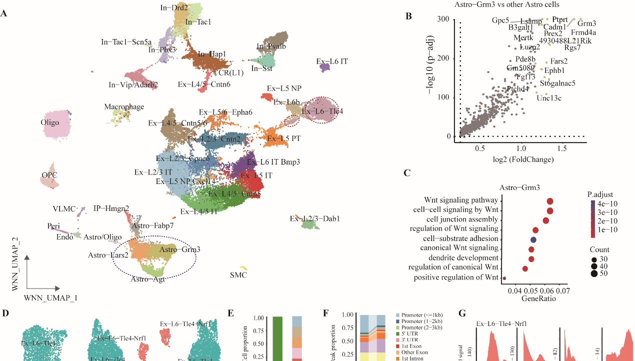 營養與健康所靳文菲研究組發布單細胞多模態數據庫并發現新細胞亞群