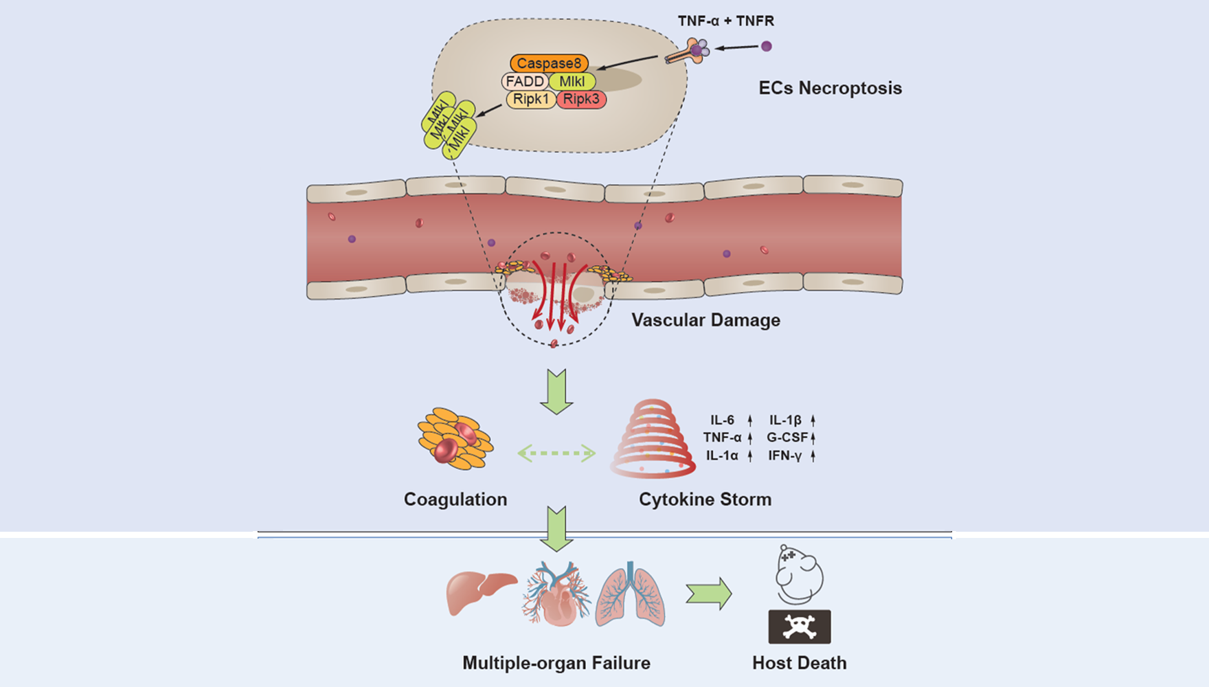 營養與健康所章海兵研究組揭示內皮細胞程序性壞死介導全身系統性炎癥致死的關鍵機制