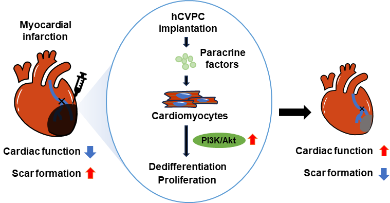 營養與健康所楊黃恬研究組揭示人多能干細胞分化的心血管祖細胞激活成年心肌細胞增殖活性
