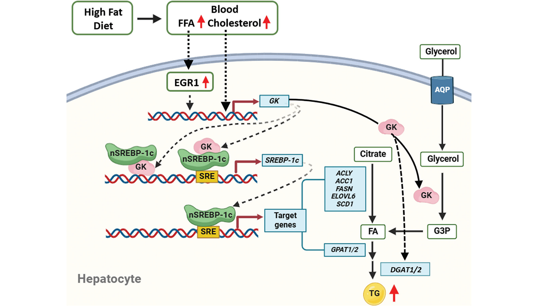 營養與健康所樂穎影研究組揭示非酒精性脂肪肝中脂質合成增加的新機制