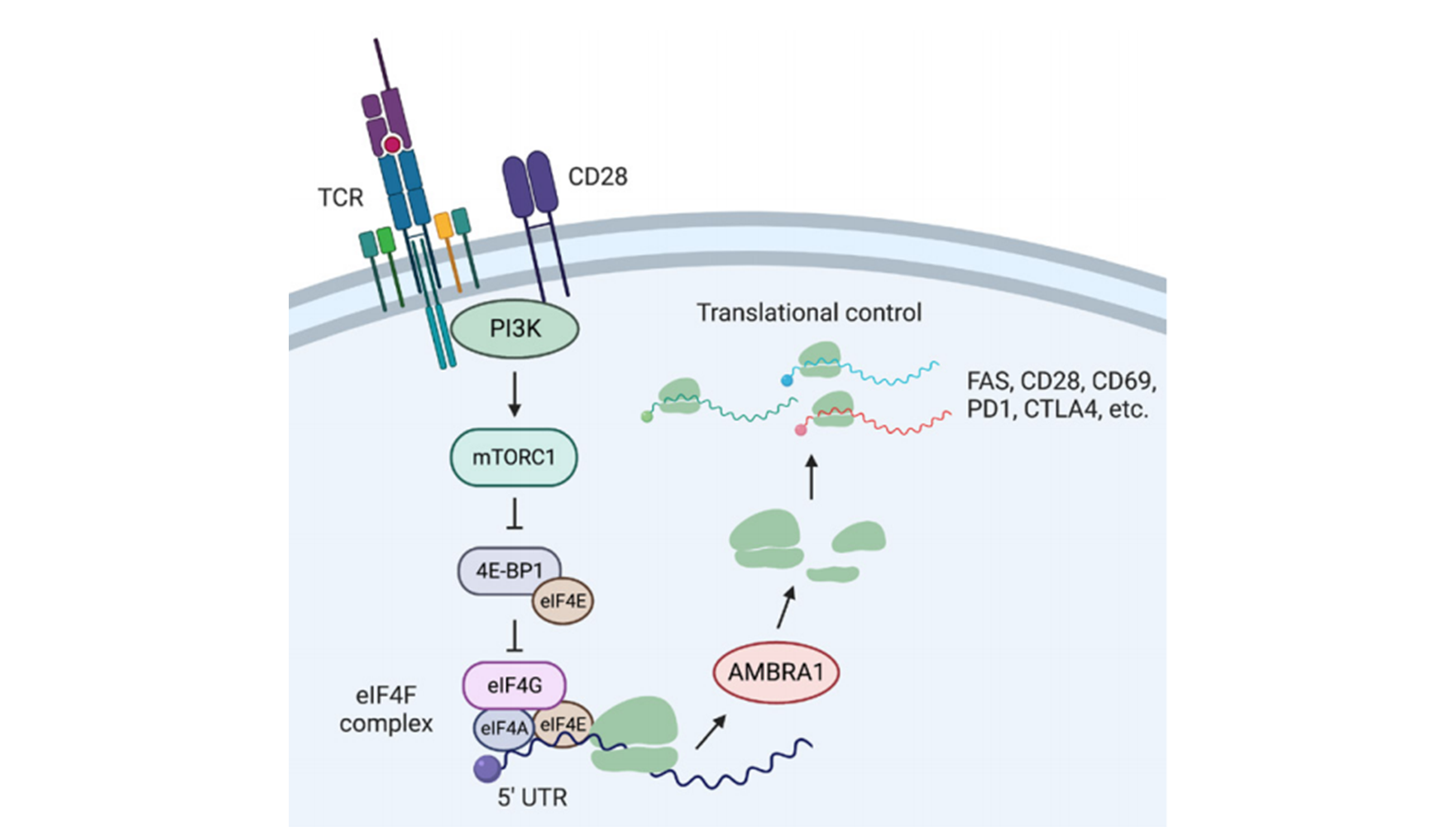 營養與健康所姚依昆研究組合作發現在翻譯水平調控T細胞死亡的關鍵因子