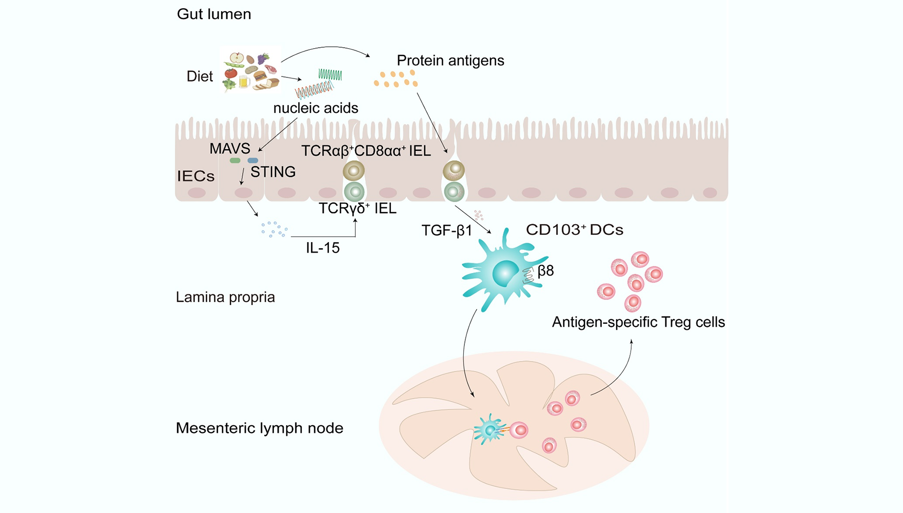 營(yíng)養(yǎng)與健康所錢友存研究組發(fā)現(xiàn)飲食來源核酸的促口服耐受作用