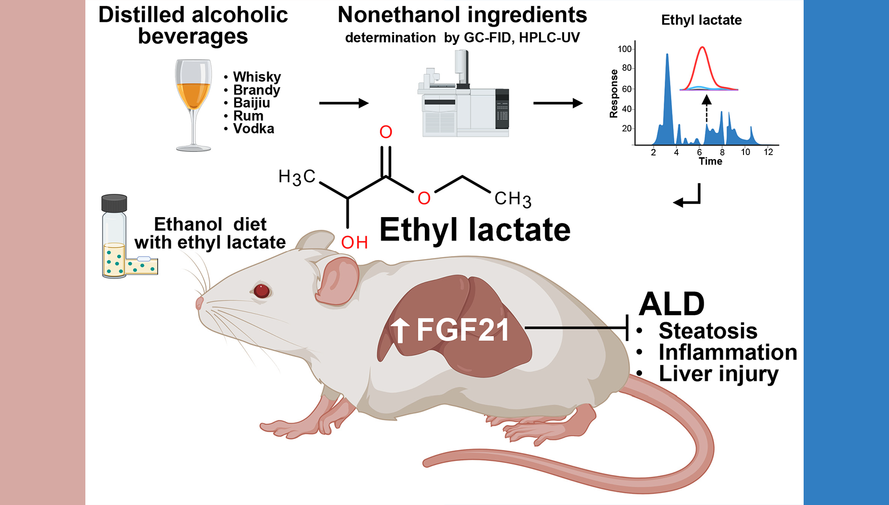 營(yíng)養(yǎng)與健康所李于研究組合作發(fā)現(xiàn)小分子化合物乳酸乙酯通過激活FGF21改善肝損傷與酒精相關(guān)性肝病