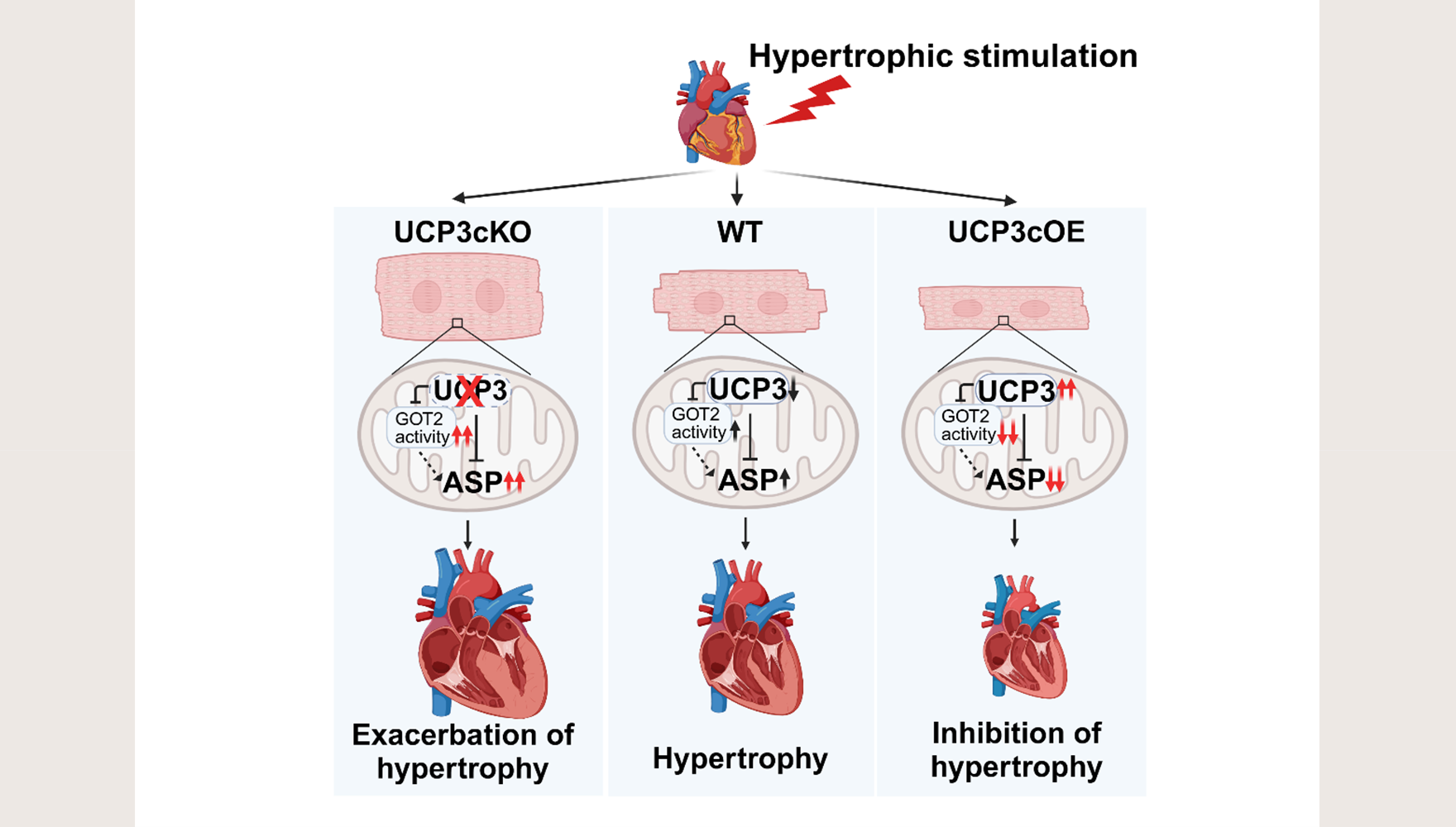 營(yíng)養(yǎng)與健康所楊黃恬研究組合作揭示線粒體解偶聯(lián)蛋白3通過調(diào)控天冬氨酸代謝抑制病理性心肌肥厚