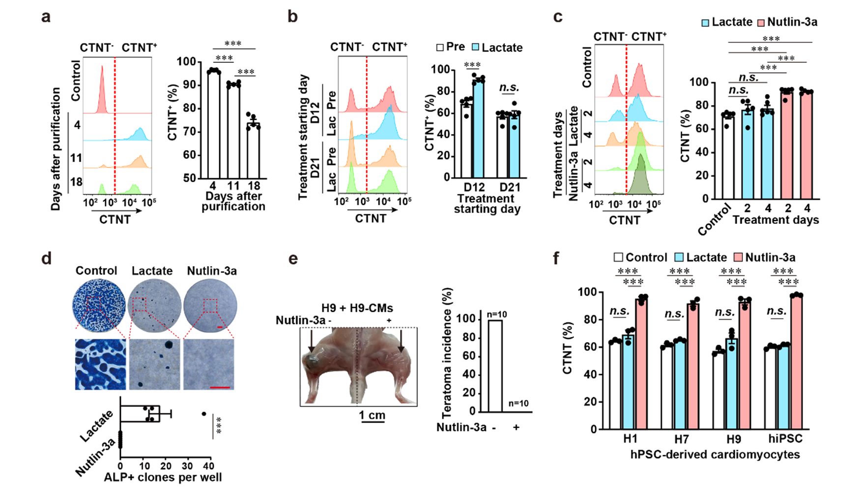 營(yíng)養(yǎng)與健康所楊黃恬研究組建立簡(jiǎn)便、高效的人多能干細(xì)胞分化的心肌細(xì)胞純化方法