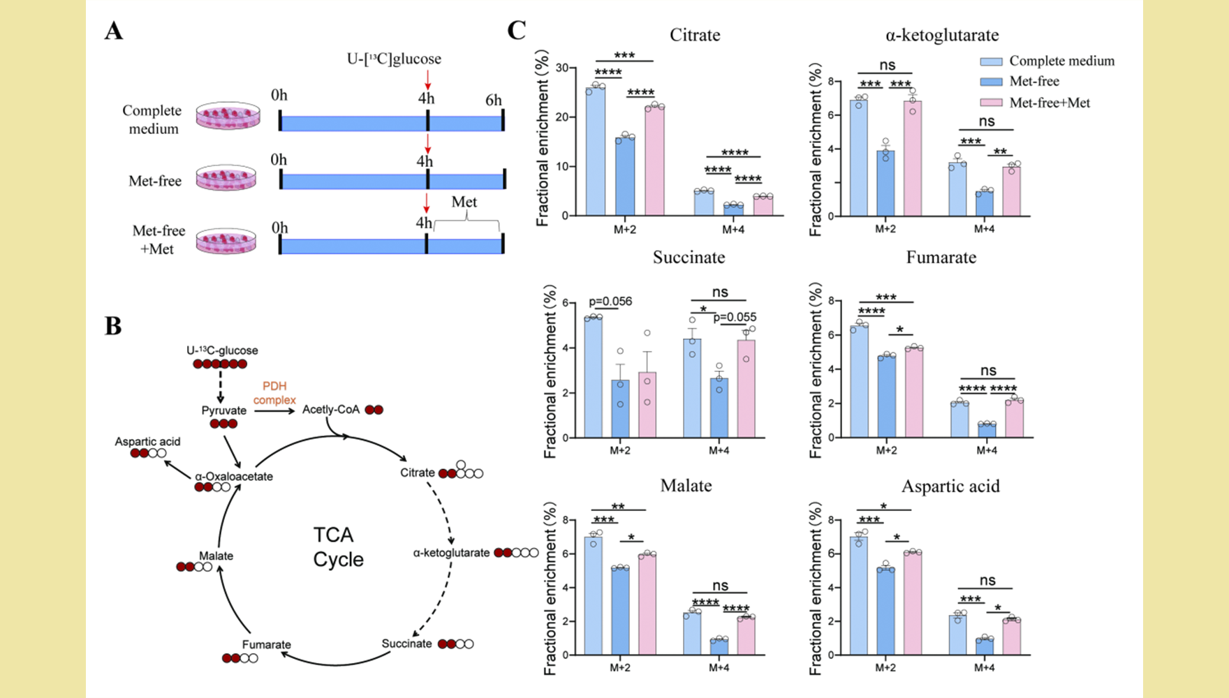 營養與健康所合作揭示甲硫氨酸缺失對三羧酸循環的調控和巨噬細胞極化的影響