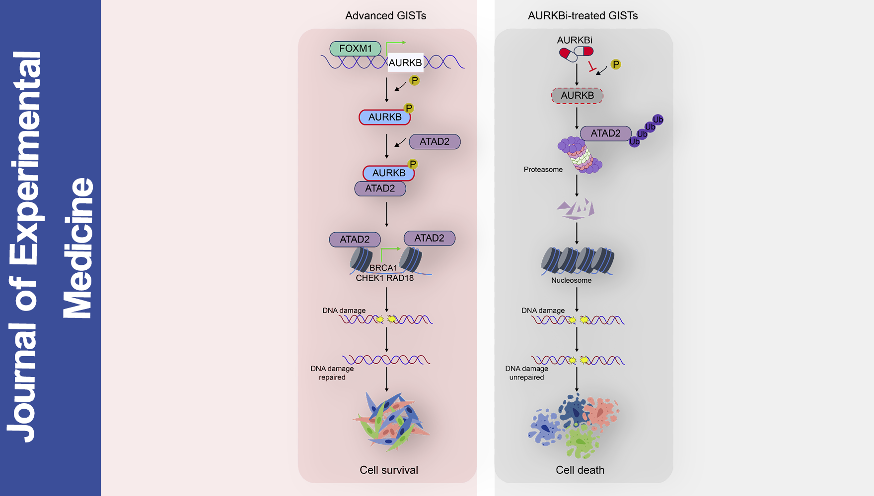 營養與健康所王躍祥研究組合作揭示晚期胃腸間質瘤新型治療靶點