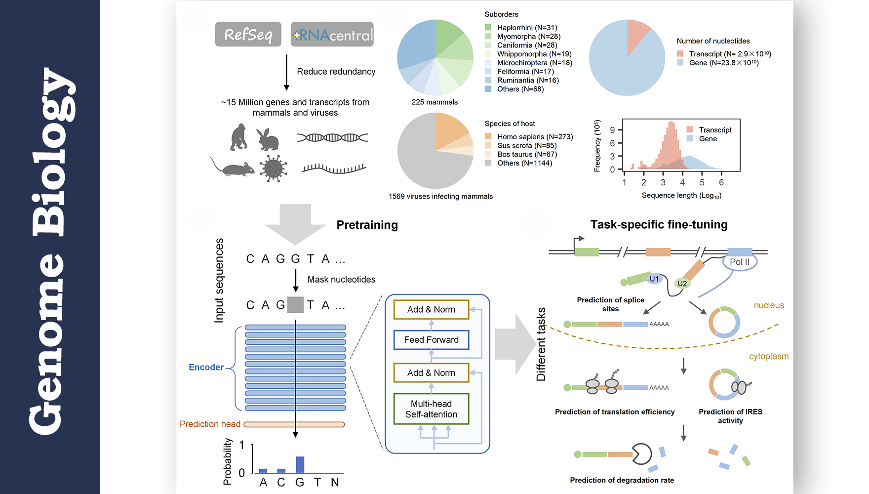 營養與健康所生物醫學大數據中心合作開發RNA基礎語言模型LAMAR