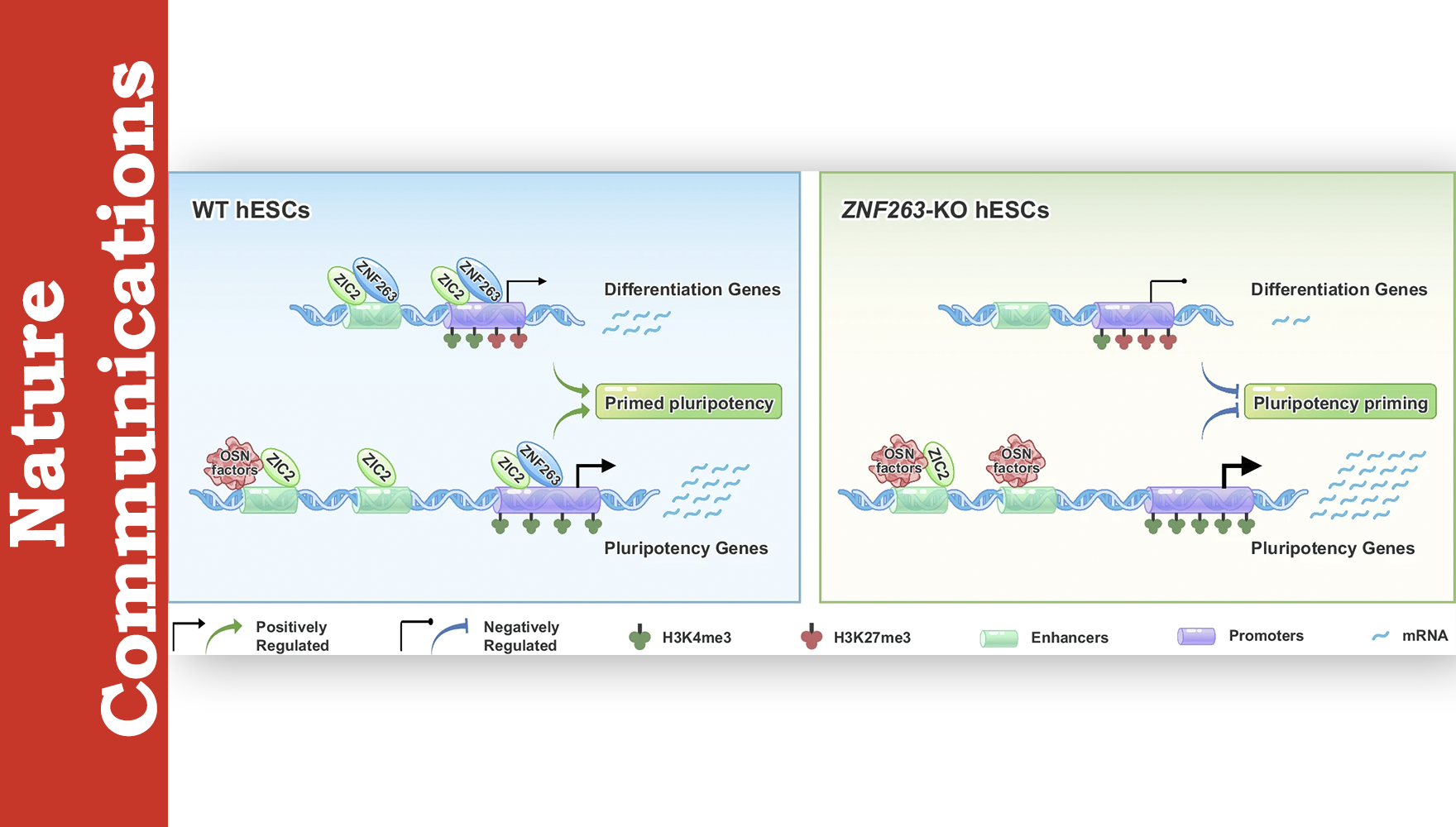營養(yǎng)與健康所邵振研究組運(yùn)用“干濕”交叉方式揭示ZNF263調(diào)控人胚胎干細(xì)胞始發(fā)多能態(tài)和胚層分化
