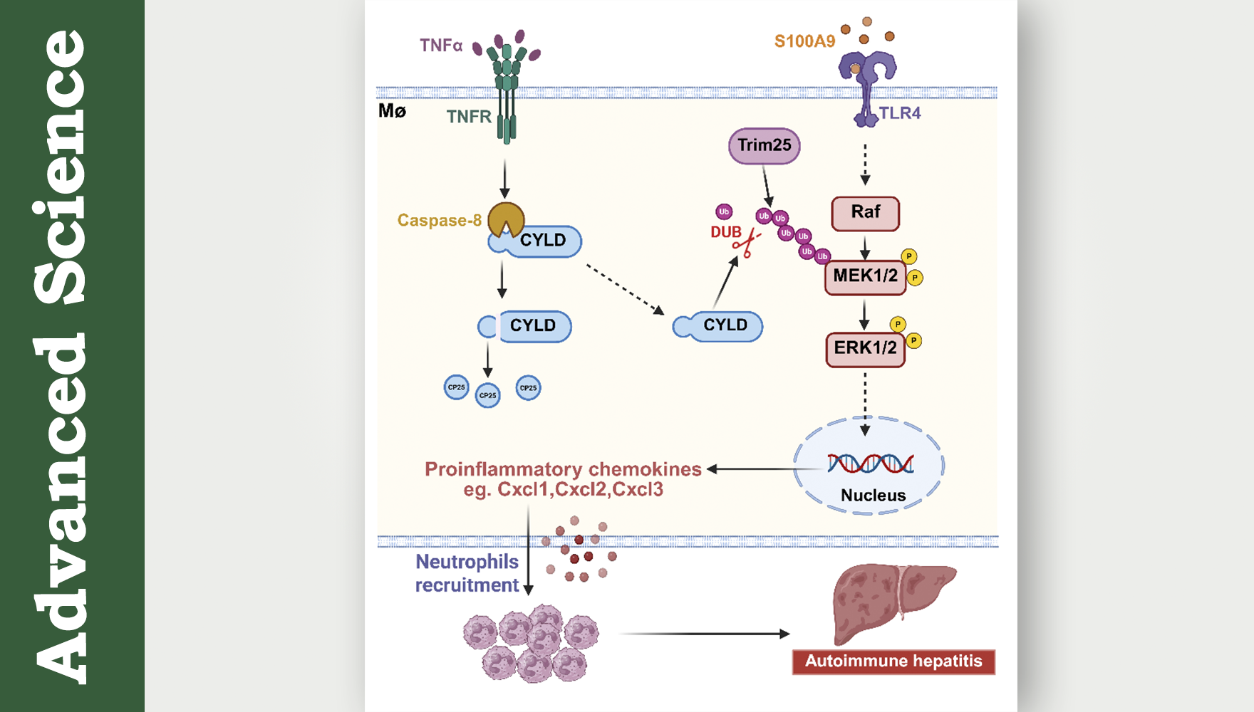 營(yíng)養(yǎng)與健康所章海兵研究組揭示去泛素化酶CYLD調(diào)控自身免疫性肝炎進(jìn)展新機(jī)制